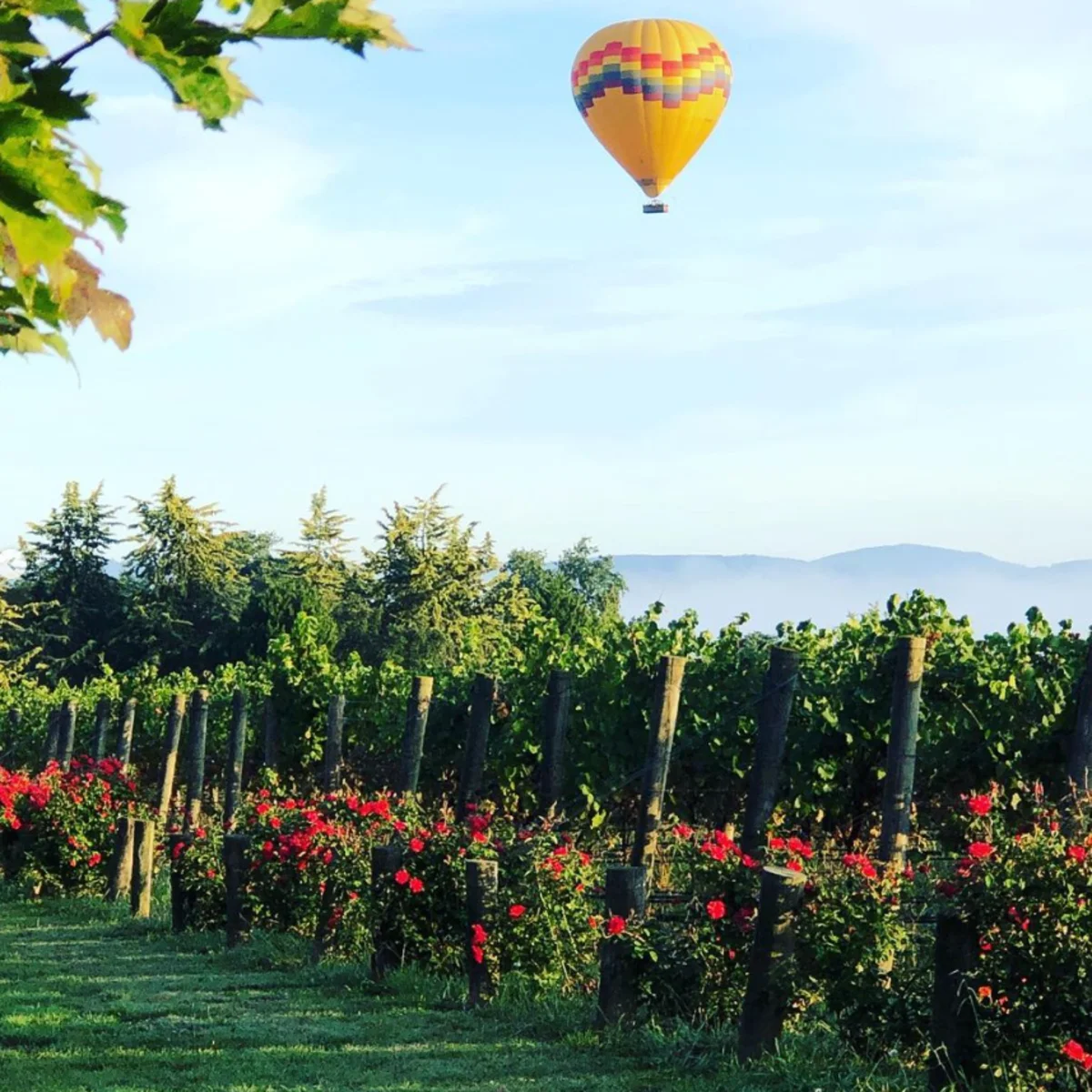 Yarra valley winery tours