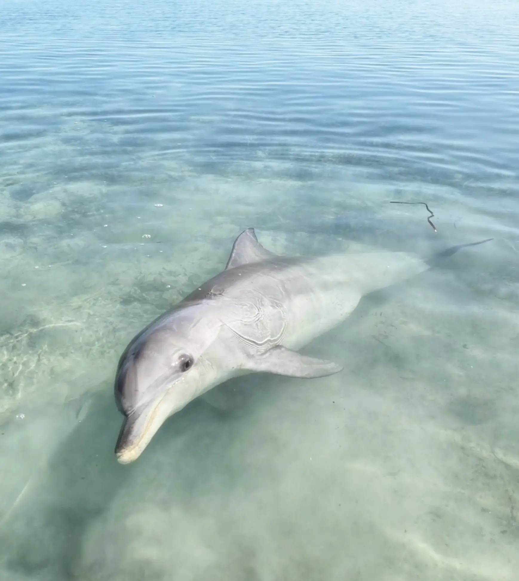 Shark Bay Marine Wildlife