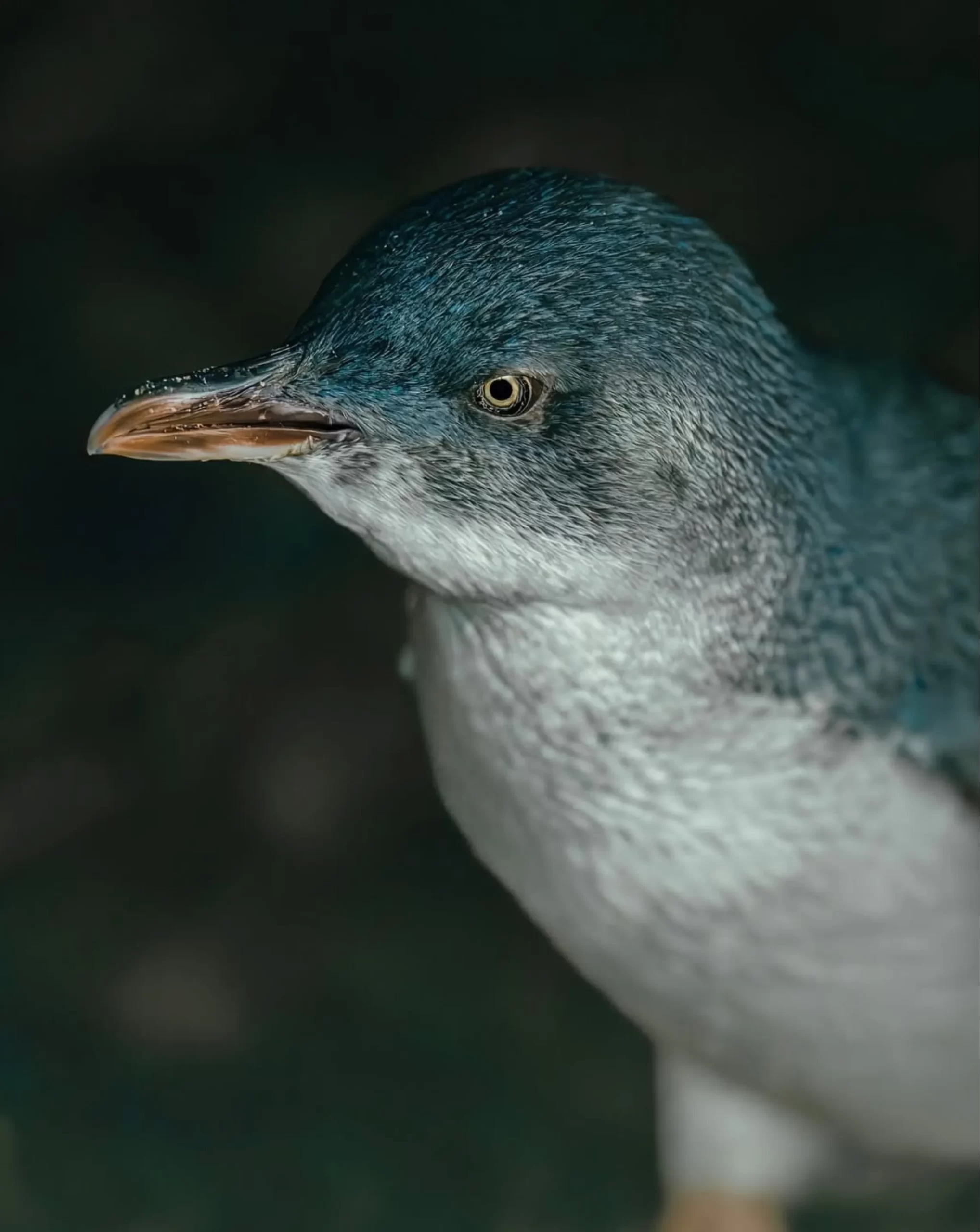 Penguin viewing, Phillip Island