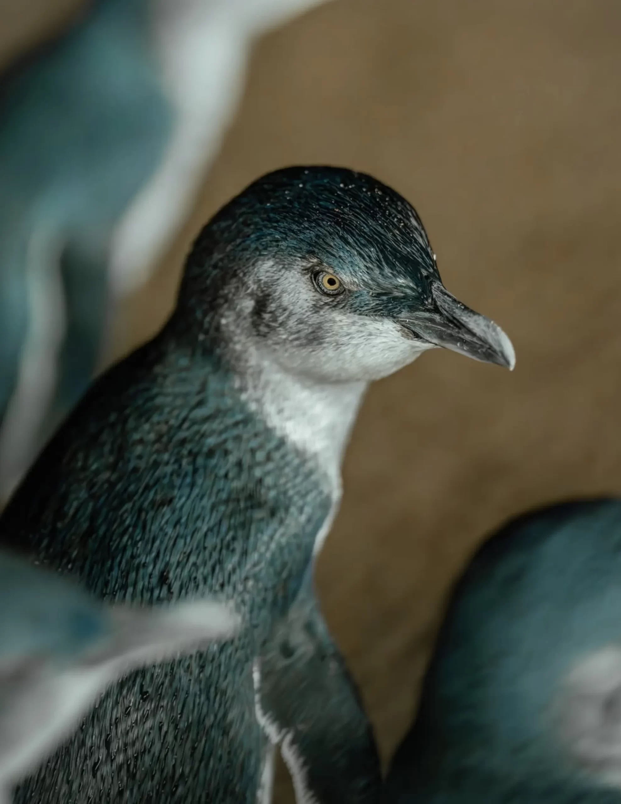 penguin colony, Phillip Island