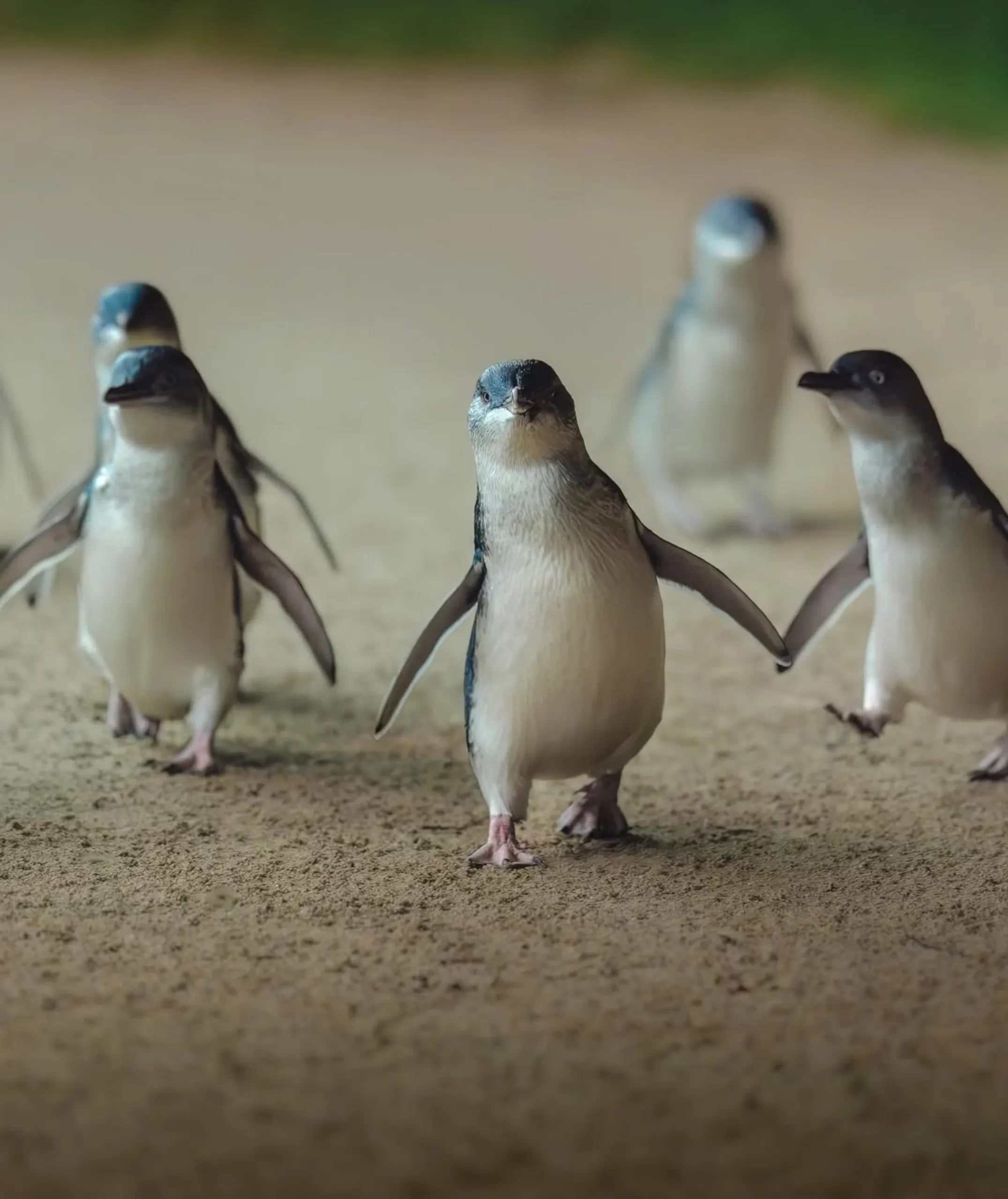 penguin population, Phillip Island