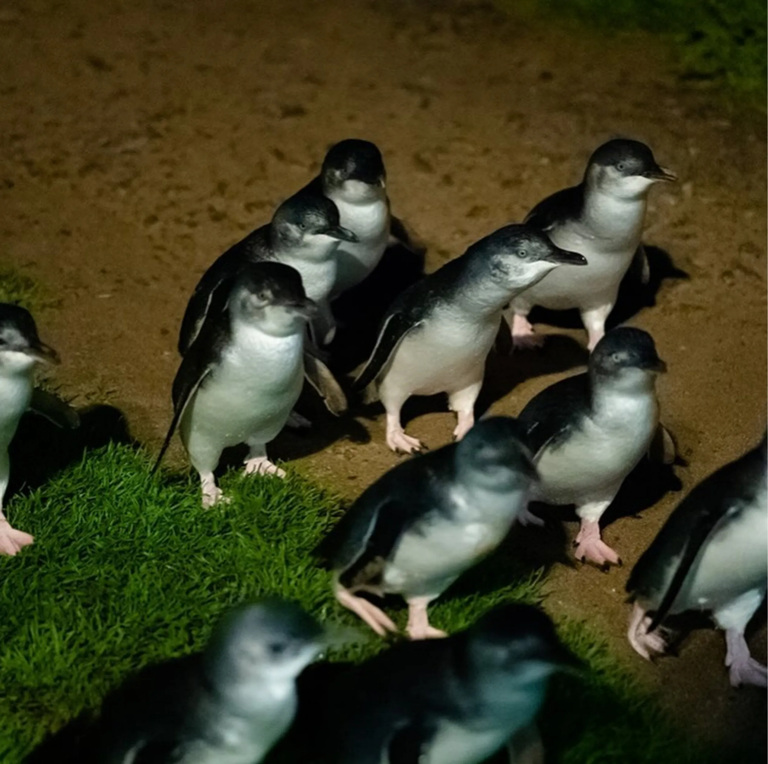 penguins, Phillip Island