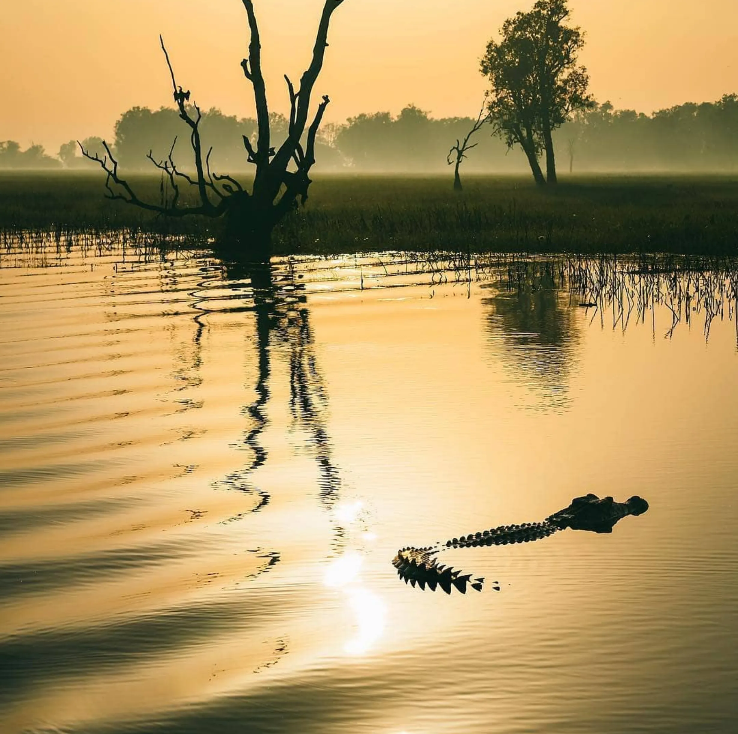 native wildlife, Kakadu